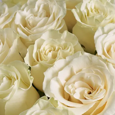 Букет из 23 белых роз \"Нежность чувств\"
