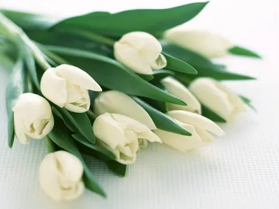 Белые тюльпаны в шляпной коробке (S)