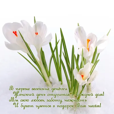 Букет из тюльпанов на 8 марта купить в Киеве с доставкой по Украине и миру  - AnnetFlowers