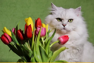 Романтические открытки с котами к 8 марта - скачать бесплатно