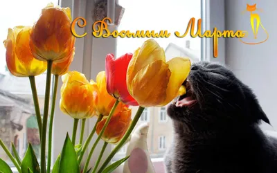 КОТЫ и ЦВЕТЫ к 8 МАРТА. По страницам котоальманаха \"Коты через века\".