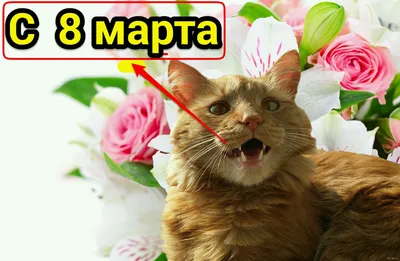 Афина Пет - Символом 8 марта 🌷 должна стать кошка! 😏 Кошки 🐈 независимы,  самодостаточны, уверены в себе, любят себя такими, какие есть, и всегда  добиваются своего. Даже если цель - пролежать