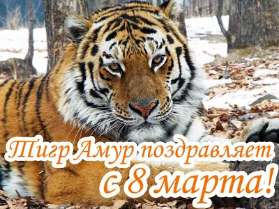 Тигр Амур поздравляет с 8 марта!