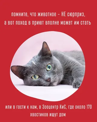 https://www.instagram.com/superpet.ru/p/C4LGwfXiUjB/