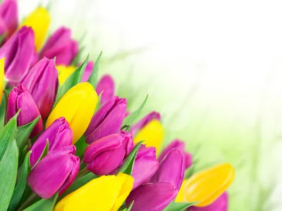 Скачать обои весна, Тюльпаны, розовые, 8 марта, желтые, раздел цветы в  разрешении 4000x3000