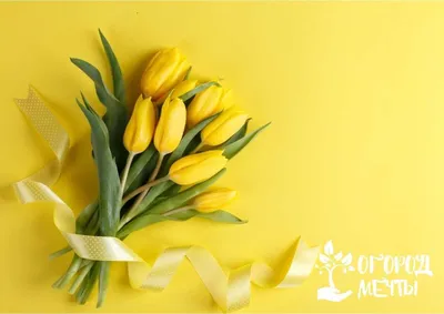 Поздравляю с 8 марта! Милый щенок и жёлтые тюльпаны. - Скачайте на Davno.ru  | Щенок, Веймаранер, Собаки