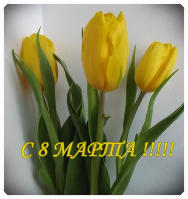 Купить букет из 75 желтых тюльпанов по доступной цене с доставкой в Москве  и области в интернет-магазине Город Букетов