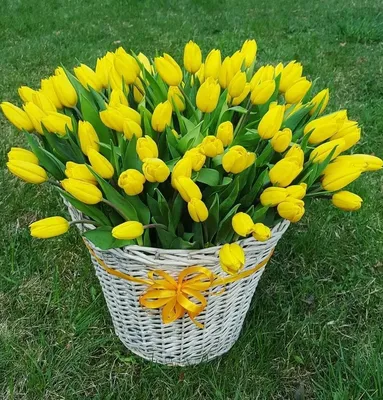 Желтые тюльпаны 49 — Puķu Bode