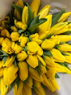 Можно ли дарить желтые тюльпаны?» — Яндекс Кью