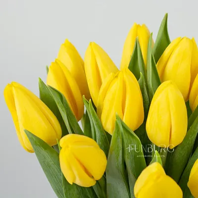 Белые тюльпаны и желтые цветы мимозы на белом фоне на Международный женский  день 8 марта - обои для рабочего стола, картинки, фото