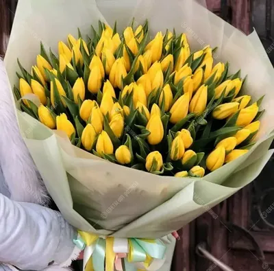 101 желтый тюльпан купить в Солигорске