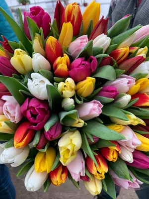 Купить тюльпаны в Санкт-Петербурге | Букет тюльпанов к 8 марта