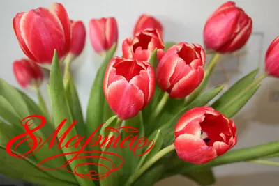 Картинки цветы тюльпаны 8 марта фото