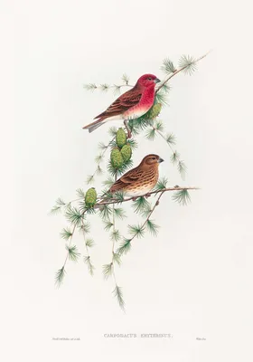 Картина маслом\"Натюрморт с цветами и птицами\" Кривонос