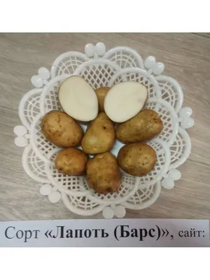 Картофель Лапоть – описание сорта, фото, отзывы