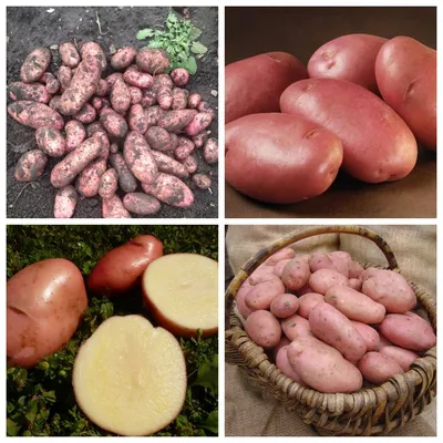 Самые популярные сорта картофеля | Строительный портал RMNT.RU | Дзен