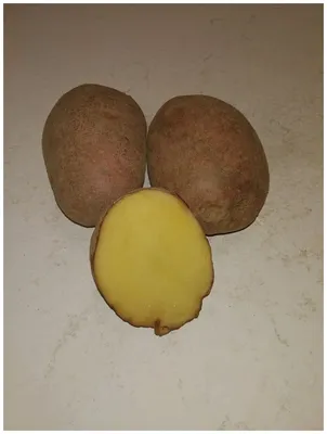 Характеристики модели Картофель семенной лапоть клубни 2 кг — Лук севок,  семенной картофель, чеснок — Яндекс Маркет