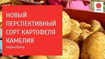 Фиолетовый белорусский картофель «Сапфир» — Продукция агроусадьбы Помяна