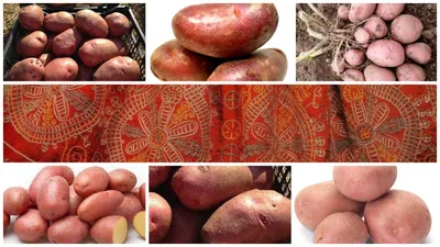 Семенной картофель редких сортов. ПРИЕМ ЗАКАЗОВ ЗАКРЫТ! | Дачная Коллекция