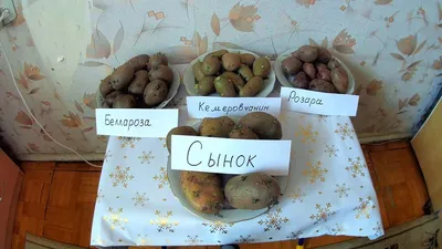 Картофель (клубни) 15,00р./кг. - АгроСбыт