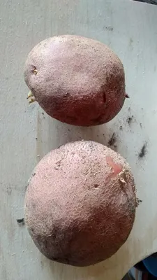Картофанчик | Пикабу