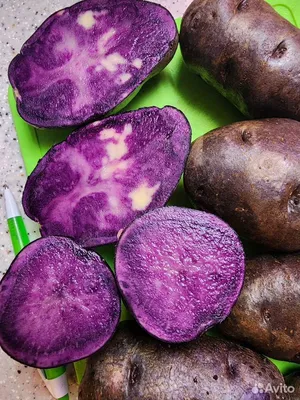 Лапоть: описание семенного сорта картофеля, характеристики, агротехника