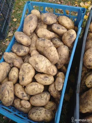 Купить семенной картофель — лучшие сорта на посадку из Голландии