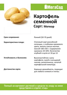 Картофель Метеор: описание сорта и характеристики