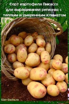 Сорт картофеля Пикассо - характеристики, особенность, выращивание |  Картофель, Посадка картофеля, Солонина