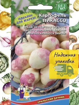 Семена картофеля Пикассо (0.02гр.) Уральский Дачник 28356616 купить в  интернет-магазине Wildberries