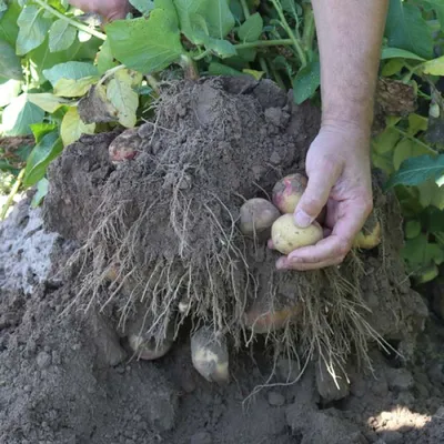 Картофель Пикассо (90-110 дней) с доставкой! 🌱 [пикассо]