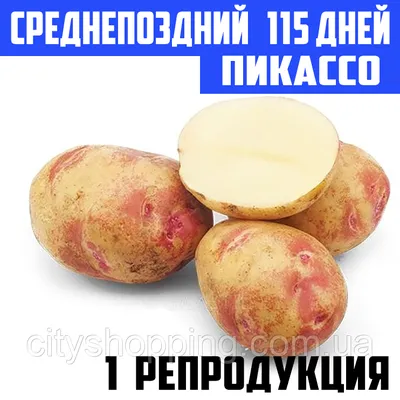 Картофель ПИКАССО, сорт картофеля,