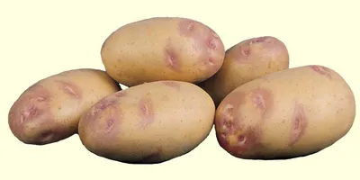 Семенной картофель Среднепоздний посадочный картофель голландский Семенная  картошка сорта ПИКАССО 1 репродукци (ID#1595584320), цена: 35 ₴, купить на  Prom.ua