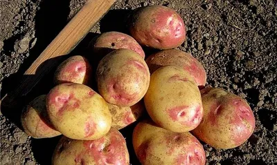 Картофель Семена Алтая картофеля - набор. - купить по выгодным ценам в  интернет-магазине OZON (1250217880)