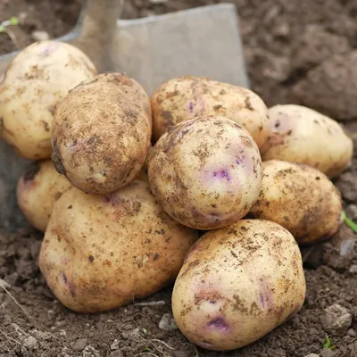 Семенной картофель Пикассо (Синеглазка), Голландия купить - Компания  ФОРСАГРО