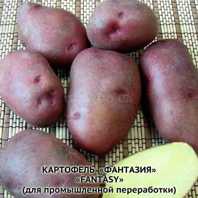 Проект ФАО: как таджикские дехкане осваивают новый сорт картофеля «Ред  Скарлет» • EastFruit
