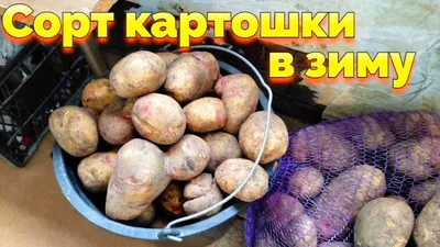 Картофель семенной Аврора - купить по низкой цене с доставкой