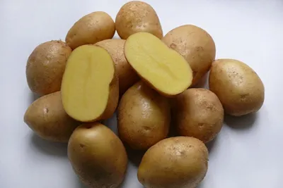 Купить луковицы Картофель семенной \"Седек\" Импала 2кг|Скидки|Удобство