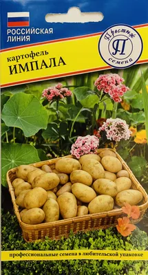 Купить Семенной картофель Экскуза 1 кг среднеспелая 1 репродукция в  магазине Зелений Світ