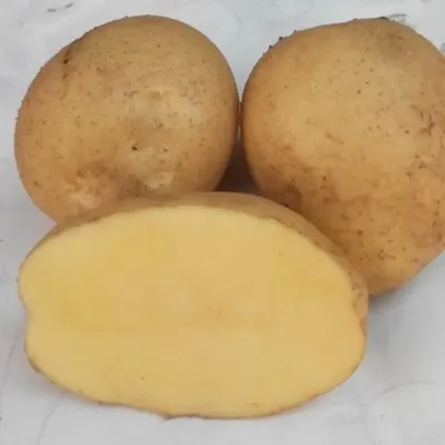 Семенной картофель Маяк (2кг, элита) - интернет-магазин СеДеК