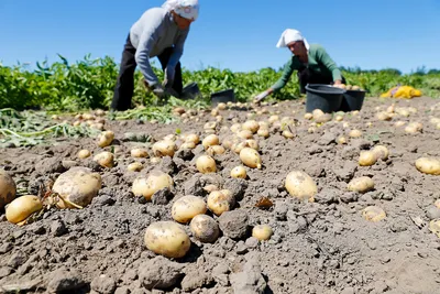 Купить Семенной картофель сорт Латона в Кисловодске с доставкой по РФ