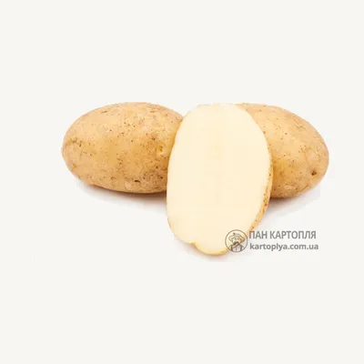Картофель Седек семена картофеля, картофель семена Седек. - купить по  выгодным ценам в интернет-магазине OZON (841151146)