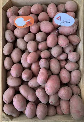 Картофель семенной Манифест - купить по низкой цене с доставкой