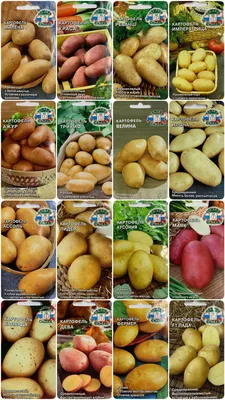 Как правильно отобрать, подготовить и хранить семенной картофель? —  Ботаничка