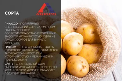 Картофель семенной - АГРО СЕМЕННАЯ КОМПАНИЯ