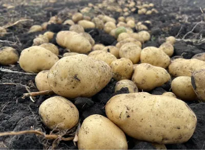 Сбор заявок на семенной картофель - Agrolead