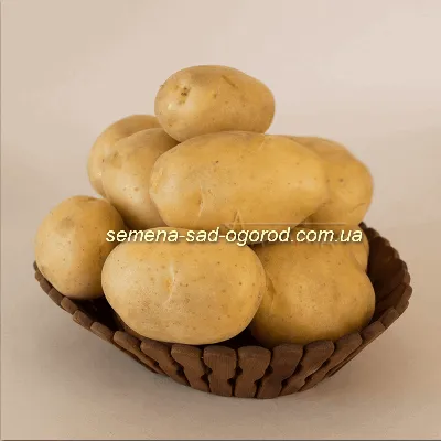 Купить Семенной картофель сорт Импала в Кисловодске с доставкой по РФ