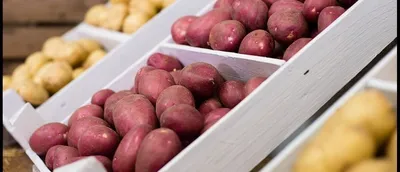 Купить луковицы Картофель семенной \"Седек\" Колетте 2кг|Скидки|Удобство