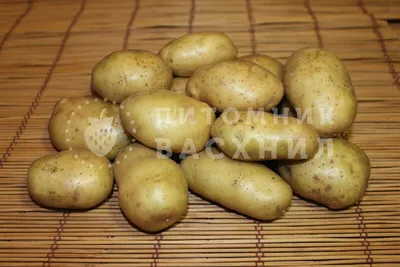 Купить картофель семенной гулливер (2 кг) по цене 350 руб. в интернет  магазине \"Первые Семена\"