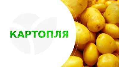 Семенной, посадочный картофель - Agrico » Агріко Україна пропонує купити  насіння картоплі з Голландії - насіннєва картопля в Україні